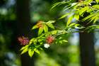 Issaquah, Washington State, USA. Branch of a Red Elderberry tree with half-eaten berries. Art Print